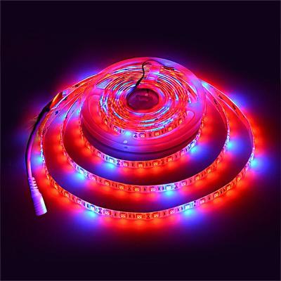 China Seed Starting LED Plant Light With DC12V 5050 Plant Light Bar Full Spectrum Plant Light 1M-5M for sale