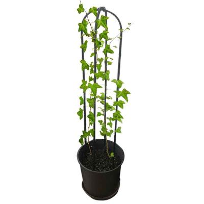 China Planter Support Climbing Plants Flowers Plant Support Garden Support Rings Trellis Defender for sale