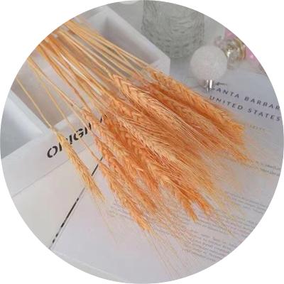 China Hot Selling Straw Wheat Straw Dry Bunch Home Decor Natural Wheat Home Decor Used For Decorating Shops for sale