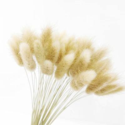 China Natural Dry Flower Wedding Bunny Tail Grass Plant Dry Flower Home Decor Home Decor Family DIY Home Decoration for sale