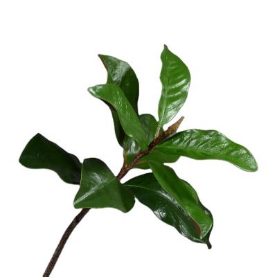 China Valentine's Gift V1019 High Quality Home Decoration Plant Realistic Magnolia Leaves for sale