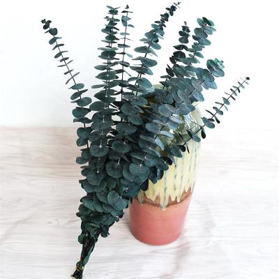 China Real Flower Natural Plants Bouquet Durable Touch Immortal Eucalyptus Leaf For Wholesale for sale