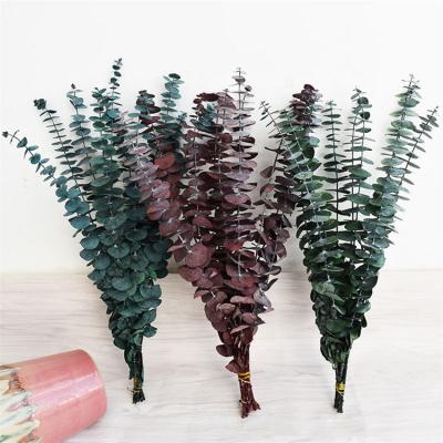 China QD2003 Hot Selling Home Decoration Flowers Preserved Eucalyptus Branches For Home Decor for sale