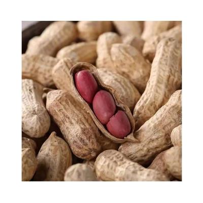 China Common Type Vacuum Packed Dry Groundnut Cultivation Raw Peanuts for sale