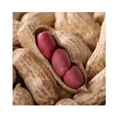 China Dry Fully Stored Peanuts Peanuts Good Taste Healthy Chinese Peanuts Red Peanuts for sale