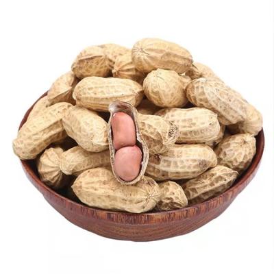 China Tasteful Dry Hot Selling Healthy Raw In Shell Peanut Peanuts for sale