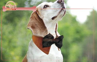 Chine Écharpes de Bandana de chien de lien d'arc avec le Velcro à vendre