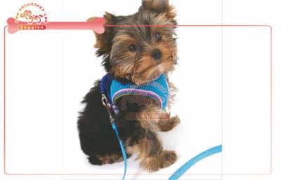 China Puppies And Toy Breeds Adjustable XS Mesh Pet Harness for small dog for sale