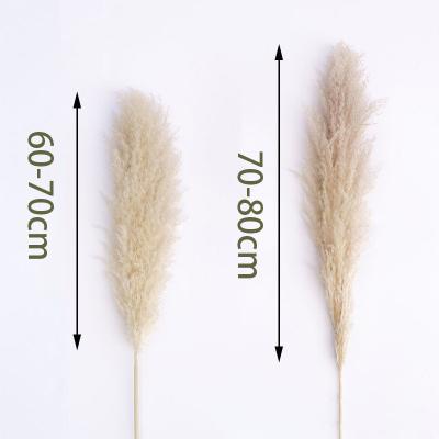 China Decorative Dried Natural Pampas Grass For Modern Decoration for sale