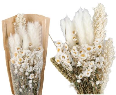 China Wedding Decor Dried Flower Plants  Natural Dry Reed Pompous Grass for sale