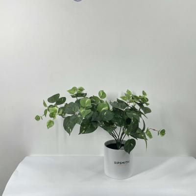 China home decoration evergreen leaf for sale