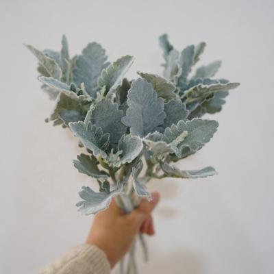 China Indor Decoration Real Artificial Flocked Dusty Miller Branch For Flower Arrangement for sale