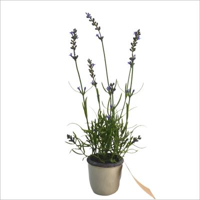 China Hot Selling Minimalist Amazon Whosale Lavender Artificial Flower In Pot Potted Artificial Flower For Party Home Decoration for sale