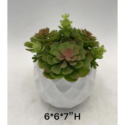 China Home/Office Premium Succulent Plants Artificial Aeonium Arboreum Succulents - Fake Succulent Realistic Faux Pot White for sale