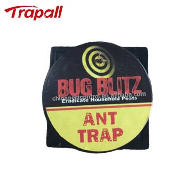 China Viable Plastic Sticky Bug Ant Glue Trap for sale