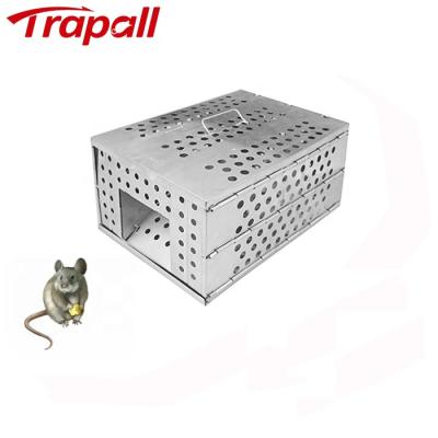 China EPA Metal Mesh Rat Bait Station Live Hook Mouse Cage Viable Humanitarian Collapsible Trap for sale