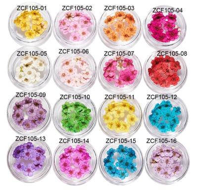 China Manicure Pedicure Toos Plum Flower Daffodil Dried Flower Pressed Flowers Nail DIY Jewelry Handmade Material Natural Flower Sticker Decoration for sale