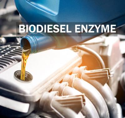 China Enhancing Stability Lipase Enzyme For Improved Biodiesel Yield And Quality for sale