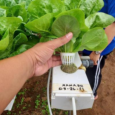 China Bear 180kgs no deformation pvc nft channel pipe hydroponic indoor lettuce planting for sale