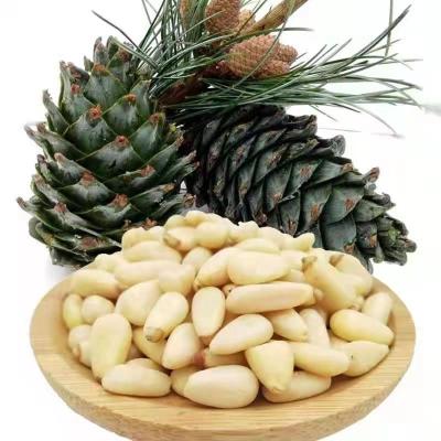 China Factory price human pinus pine nut factory price food use consumption cedar pine nut core Siberia Mongolia and Russia for sale