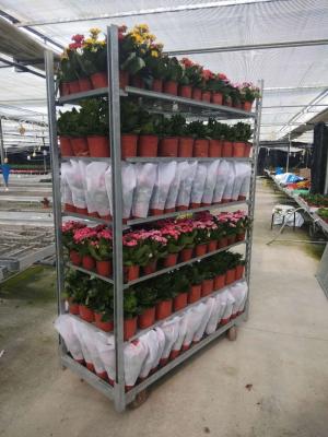 China Hot sales danish flower trolley size 1350x565x1900mm, hot dip galvanized for sale