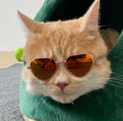 China New Fashion Viable Mini Pet Sunglasses Unique Cat Dog Glasses for sale