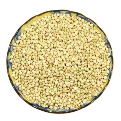 China GBK 2021 Dry Culture Cheap Grain Roasted Buckwheat Kernel High And High Quality for sale