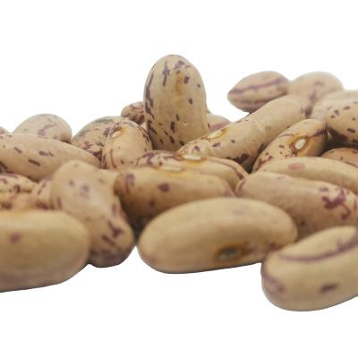 China LSKB high quality dry hot sale light spotted dwarf bean for sale