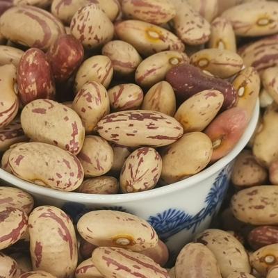 China Long Shape Dry Cranberry Bean Light Speckled Kidney Beans From LSKB 2021Crops China for sale