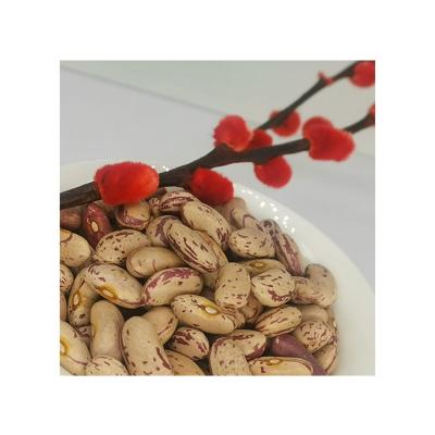 China Factory Price China Original Dried Light Spotted Kidney Pinto Beans from LSKB for sale