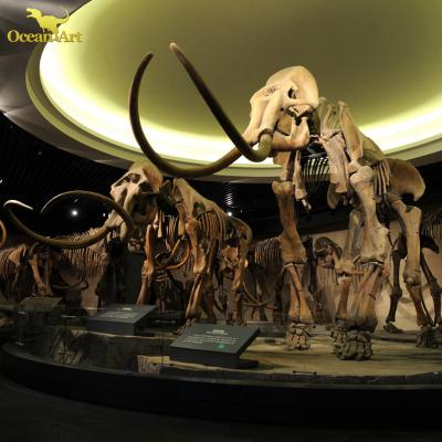 China Theme Park Life Size Artificial Arctodus Skeleton For The Fuzzy Mammoth for sale