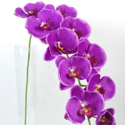 China Europe TK-B22, beautiful 11 ​​heads orchid for sale