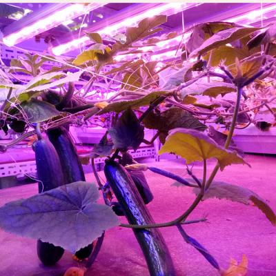 China Seed Starting Daisy Chain Professional T8 Grow Light 120cm 90cm White For Indoor Plant Greenhouse for sale