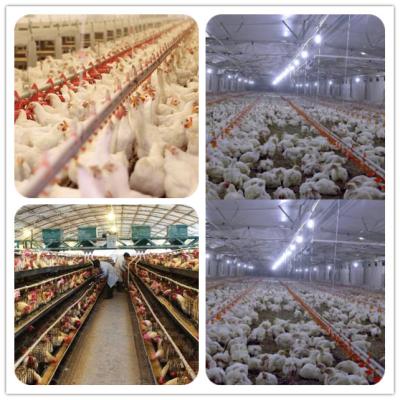 China Optimize Poultry Health And Egg Production With Calcium Amino Acid Chelate Inclusion In Poultry Feed Formulations for sale