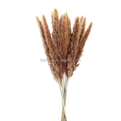 China 2022 Natural Touch Amazon Success Dried Flowers High Quality Colorful Natural Small Pampas Grass For Decoration for sale