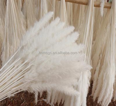 China Wholesale Natural Touch Pampas White Color Dried Small Big Large Natural Pampas Grass For Wedding Flower Arrangements Home Decor for sale