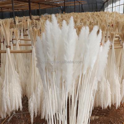 China Natural Touch Custom Dry Pampas Grass Large Decor Fluffy Natural Wedding Preserved Dried Flower Pampas Grass for sale