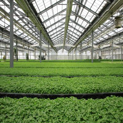 China Stable Structure Easily Assembled Polycarbonate Sheet Greenhouse For Tomato Lettuce Planting for sale