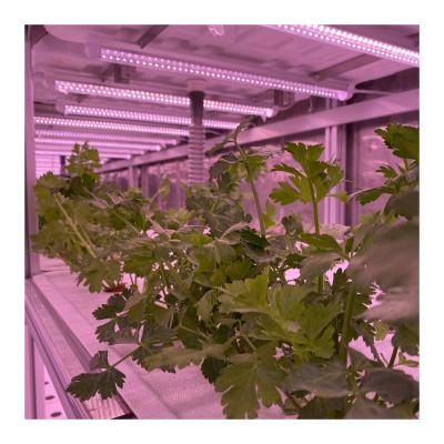 China Easy Growing Cheap Price Shipping Container Greenhouse Hydroponic Agricultural Vegetable Lettuce For Sale for sale