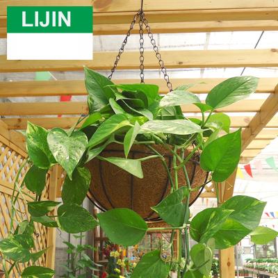 China Modern Wall Mounted Coconut Fiber Basket Flower Plant Hanging Basket for sale