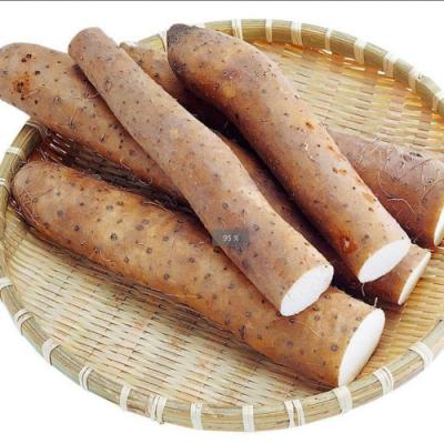 China High quality new crop fresh chinese yam for sale fresh yam for sale