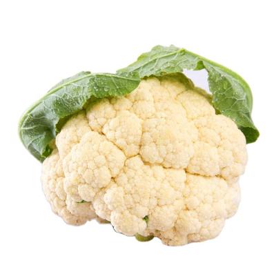 China New Harvest Fresh Frozen Cauliflower Fresh Green Leaf Vegetable Healthy Cauliflower for sale