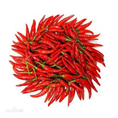 China Fresh red pepper 2020 fresh new crop pepper for sale