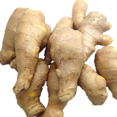 China Premium Quality Fresh GAP Old Ginger Fresh Young Fresh Ginger for sale