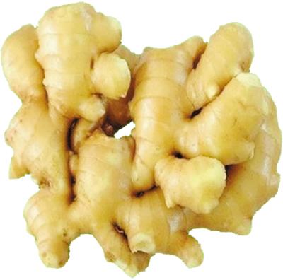 China China Fresh Fresh Ginger Export For Air Dried Ginger Exporting To Europe for sale