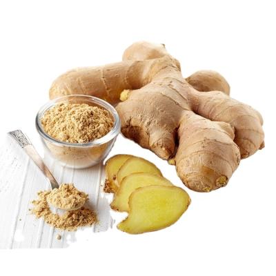 China China supplier fresh organic ahuge ginger wholesale delicious gingers for sale