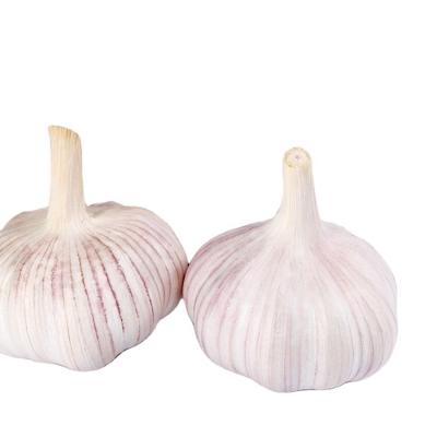 China 2021 New Culture Fresh Chinese Garlic White Garlic In Vegetable Base Fresh Garlic for sale