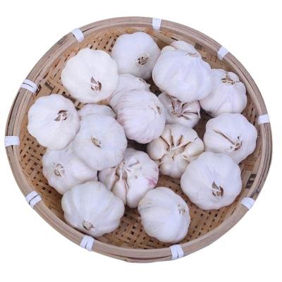 China China Supplier Fresh Garlic Importers For Sale White Garlic Fresh Garlic for sale