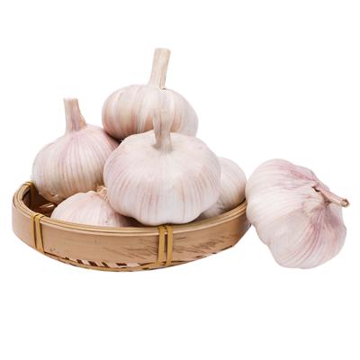 China China Fresh Garlic Importers For Sale Fresh Garlic Normal White Fresh Clove Single Garlic for sale