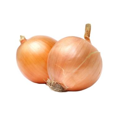 China Top Fresh Yellow Onion Buyers Bulk Export Red Onions Dried Delicious Onions for sale